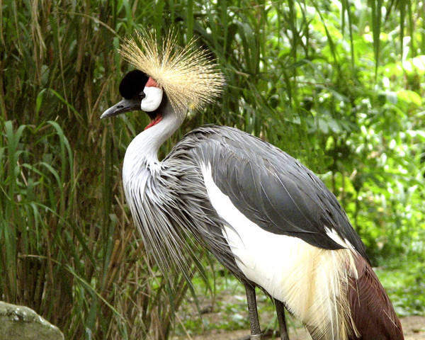 Image of a Crane found at Jurong
Bird Park